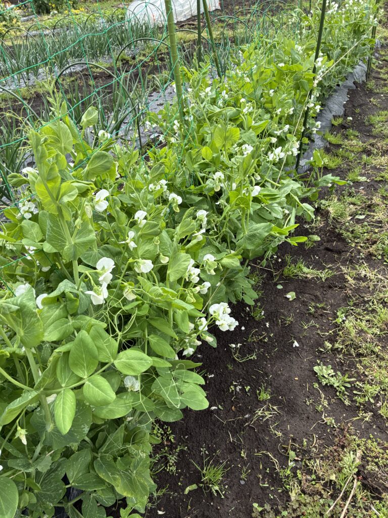 スナップエンドウ