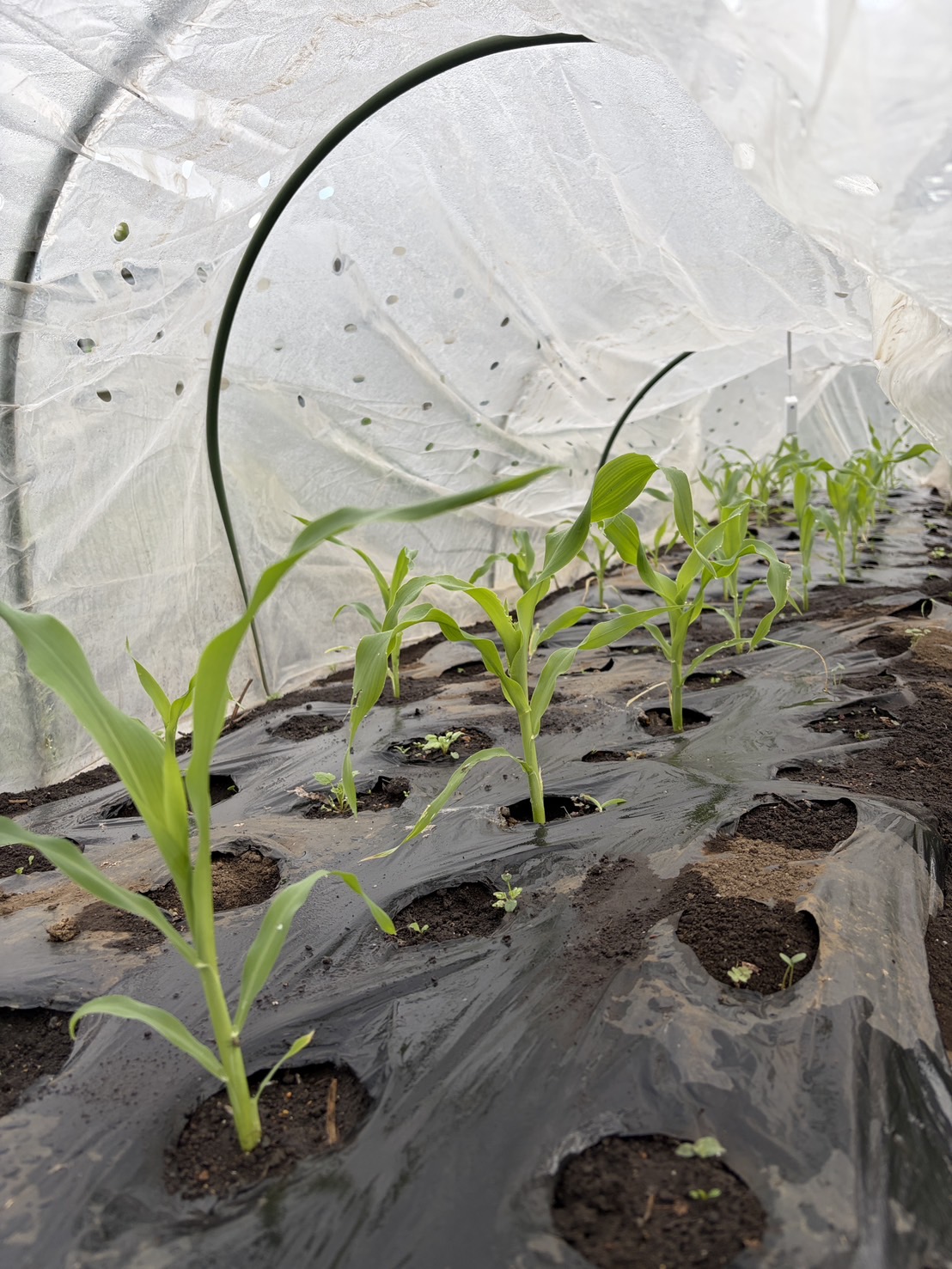 トウモロコシ苗