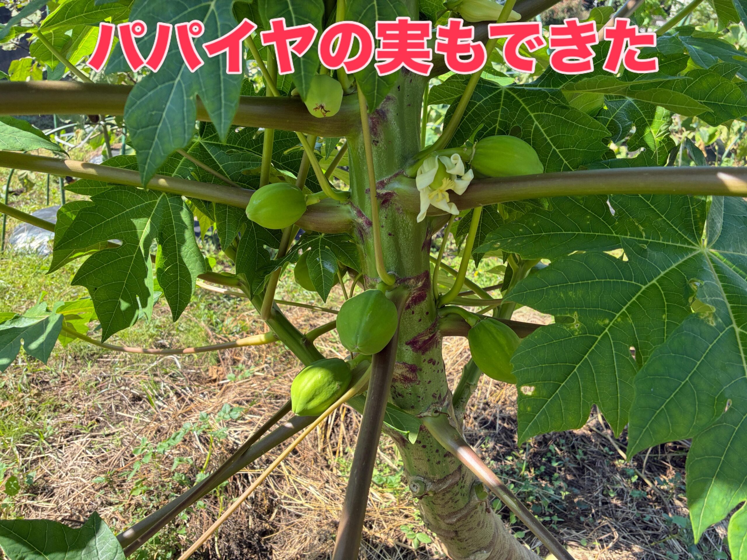 パパイヤ