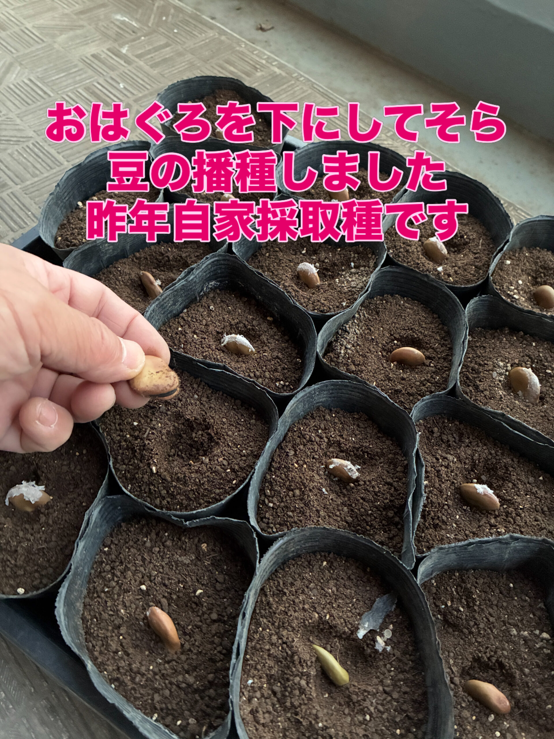 そら豆播種